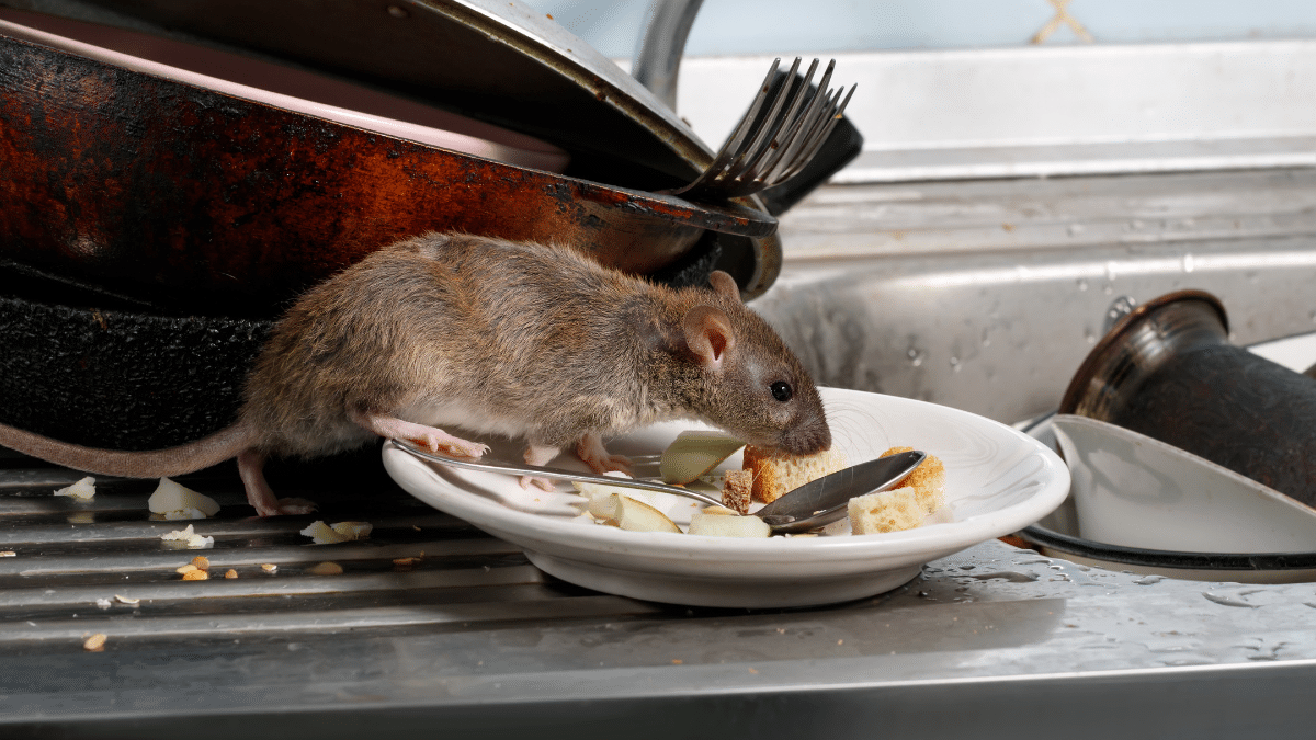 Il veleno fatto in casa a base di 2 ingredienti elimina rapidamente i ratti