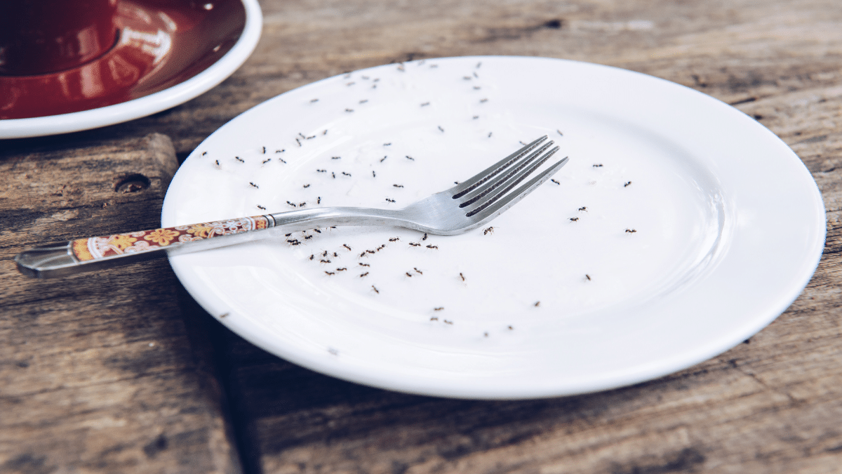 Eliminare le formiche in cucina